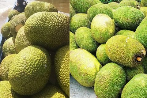 Giá mít Thái hôm nay 8/2: Nông dân chỉ cách phòng, ngừa bệnh xì mủ trên cây mít Thái