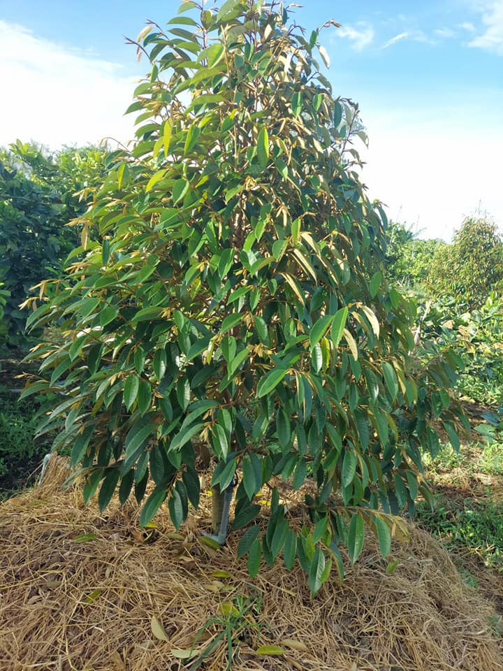 cây sàu riêng Thái Monthong