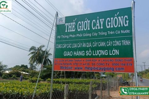 Thế Giới Cây Giống khai trương chi nhánh lai Vung