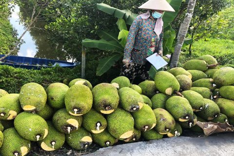 Giá mít thái hôm nay 25/3