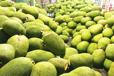 Giá mít Thái hôm nay 1/3: Tăng thêm 1.000-2000 đồng/kg, trồng mít Thái dễ hơn trồng cam sành, trồng sầu riêng?