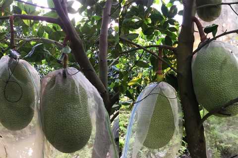 Giá mít Thái hôm nay 12/3: Mít chạm mốc 30.000 đồng/kg, giá mít Thái tăng do đâu?