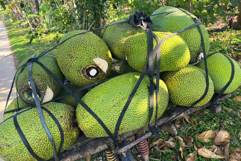 Giá mít Thái hôm nay 14/3: Giảm 10.000 đồng/kg chỉ trong 2 ngày, vựa lại dở chứng ngưng mua, mua cầm chừng