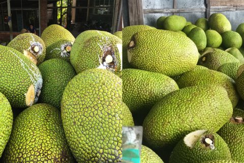 Giá mít Thái hôm nay 16/3: Ba ngày giá đi ngang, không phải bệnh xì mủ, vì sao cây mít Thái vẫn chết hàng loạt?