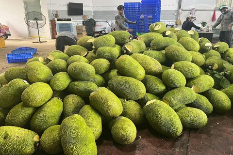 Giá mít Thái hôm nay 17/3: Nhiều mức giá không biết đâu mà lần, kệ thôi, vì mít chợ cứ cắt là lái "khuân" hết