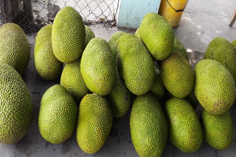 Giá mít Thái hôm nay 18/3: Giá cao nhất tại vựa 18.000 đồng/kg, xuất hiện tình trạng vựa mua mít không báo giá?