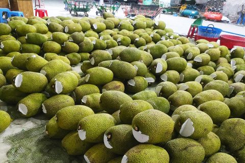 Giá mít Thái hôm nay 19/3: Giá mít Kem giảm nhưng mít chợ tăng, vì sao vậy?