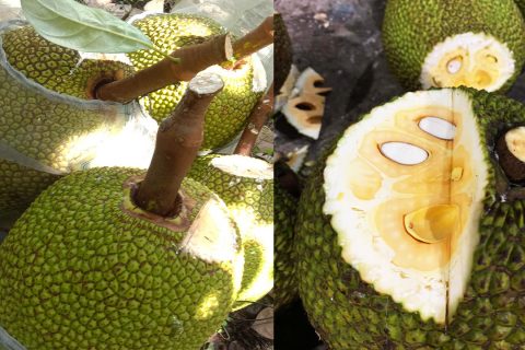 Giá mít Thái hôm nay 2/3: Bất ngờ tăng giá liên tục, cách làm nhánh cây mít Thái mau lớn, nuôi trái to tròn