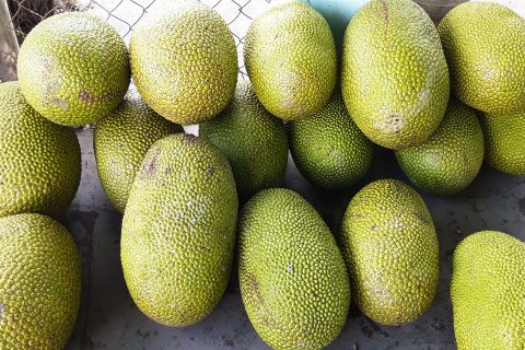 Giá mít Thái hôm nay 21/3: Giá mít Tiền Giang cao nhất 13.000 đồng/kg, mít Thái nứt mầu xảy ra ở nhiều vườn