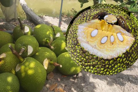 Giá mít Thái hôm nay 23/3: Giá cao nhất chỉ 9.000 đồng/kg, thương lái hé lộ cách đơn giản biết trái mít già