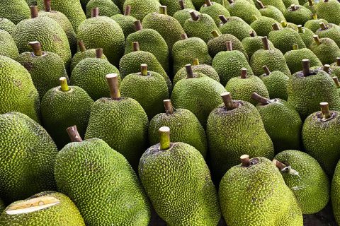 Giá mít Thái hôm nay 24/3: Một số vựa nâng giá mua vào khi mít Thái bắt đầu thu hoạch vụ mới