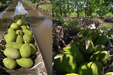 Giá mít thái hôm nay 26/3