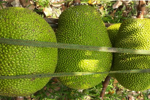 Giá mít thái hôm nay 28/3