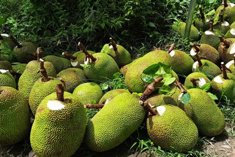 Giá mít thái hôm nay 29/3AC