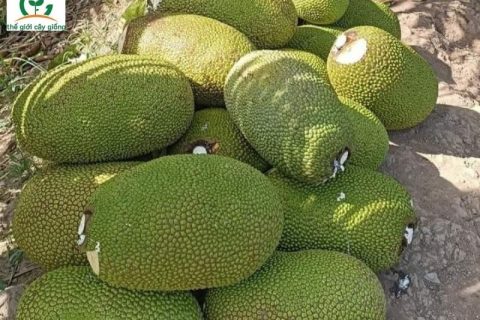 Giá mít Thái hôm nay 3/3: Mít bất ngờ tăng lên 20.000 đồng/kg, người vui mừng, người tiếc hùi hụi