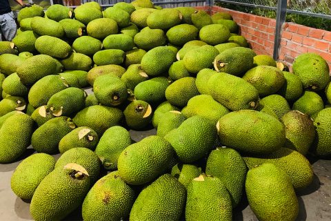 Giá mít Thái hôm nay 30/3: Một số nơi mít rục rịch tăng giá, đây là cách tốt nhất trị mít Thái xì mủ