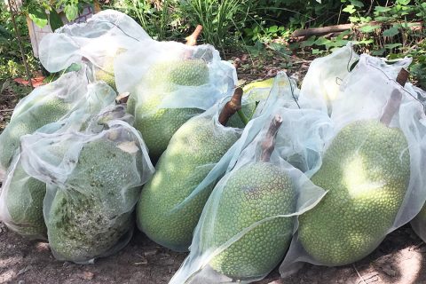 Giá mít thái hôm nay 31/3