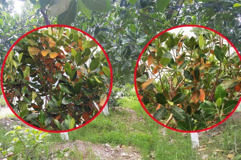 Giá mít Thái hôm nay 5/3: Giá mít tếp tục "cắm đầu" đi xuống, vì sao mít Thái đỏ lá mùa nắng?