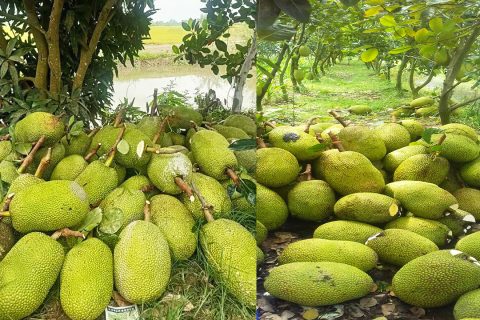 Giá mít Thái hôm nay 8/3: Lại tăng thêm 5.000 đồng/kg, các chủ vựa mạnh dạn đoán giá mít Thái còn tăng?