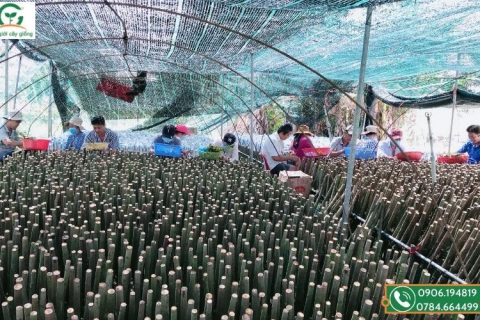 Review làng nghề cây giống cái mơn