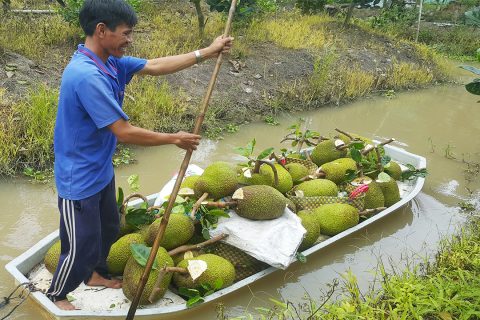 Giá mít thái hôm nay 7/4