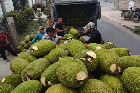 Giá mít thái hôm nay 8/4