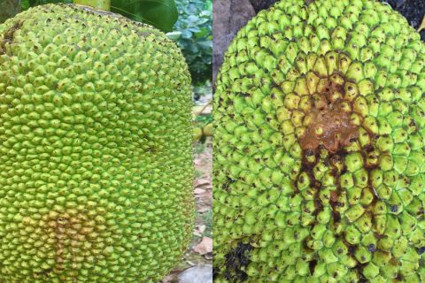 Giá mít Thái hôm nay 1/4: Đề phòng ruồi vàng hại mít Thái mùa mưa thì phải làm gì?