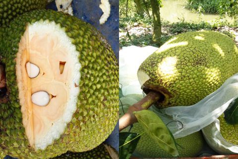 Giá mít thái hôm nay 12/4