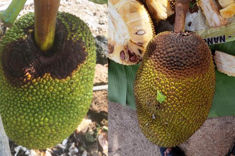 Giá mít thái hôm nay 13/4