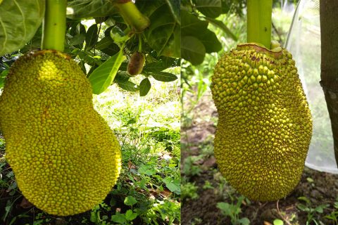 Giá mít thái hôm nay 14/4