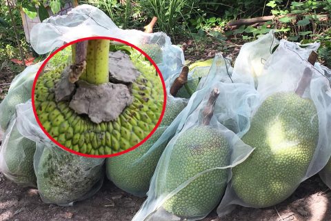 Giá mít thái hôm nay 15/4