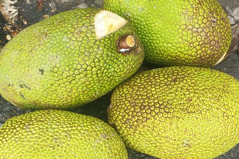 Giá mít thái hôm nay 18/4