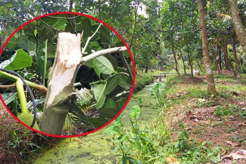 Giá mít thái hôm nay 2/4