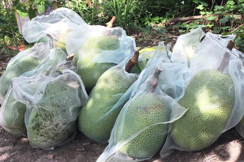 Giá mít thái hôm nay 4/4