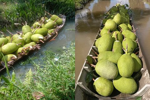 Giá mít thái hôm nay 5/4