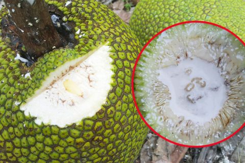 Giá mít thái hôm nay 6/4