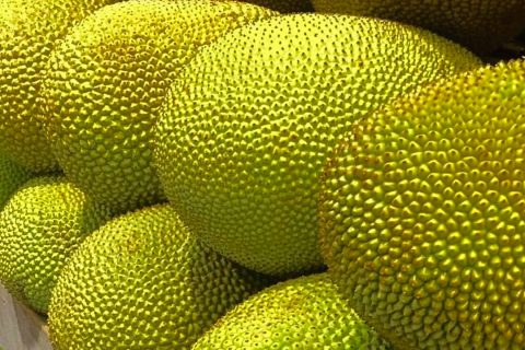 Giá mít thái hôm nay 9/4