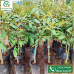 Sầu riêng thái monthong