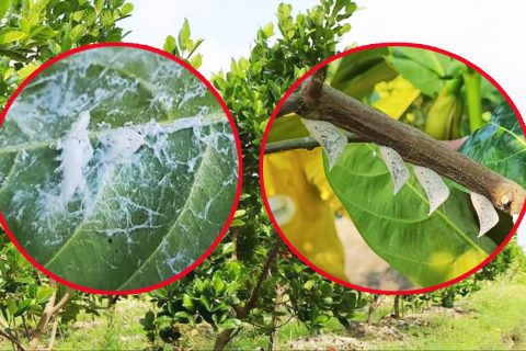 Rầy phấn trắng trên mít