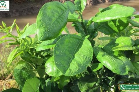 nhu cầu dinh dưỡng cây bưởi da xanh