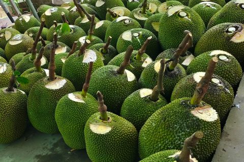 gia-mit-thai-hom-nay-4-5