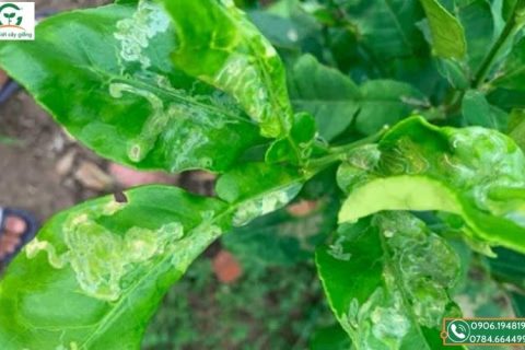 sâu vẽ bùa trên cây bưởi da xanh