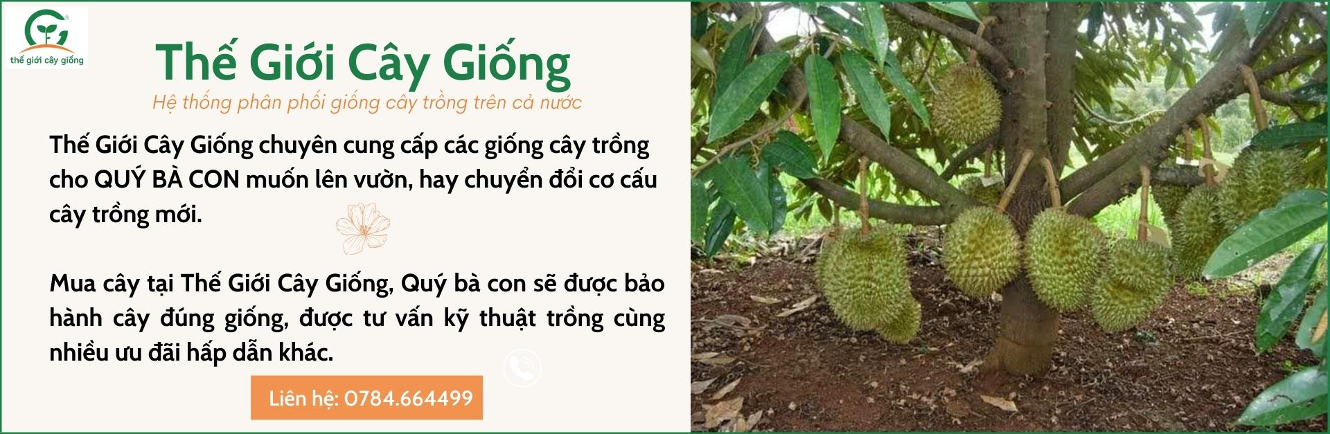 Thế giới cây giống Thế giới cây giống
