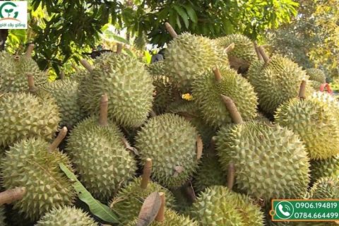 cách chọn sầu riêng