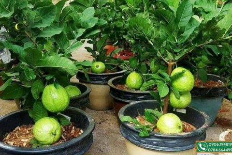 cây ổi trồng chậu