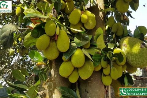 cây mít tố nữ siêu quả