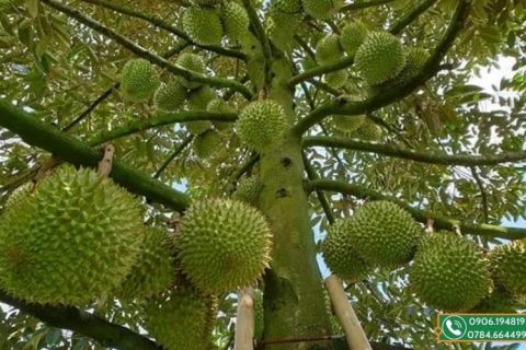 mùa sầu riêng tháng mấy