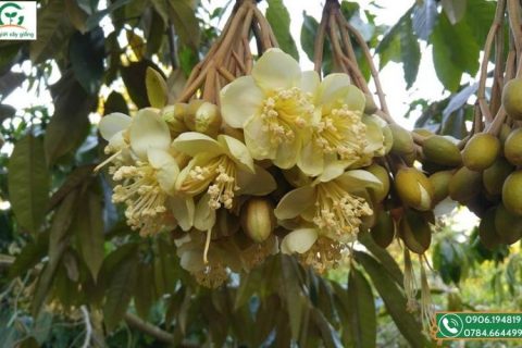 mùa sầu riêng tháng mấy