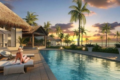 Cây dừa cảnh - vẻ đẹp mỹ quan tại các khu nghỉ dưỡng