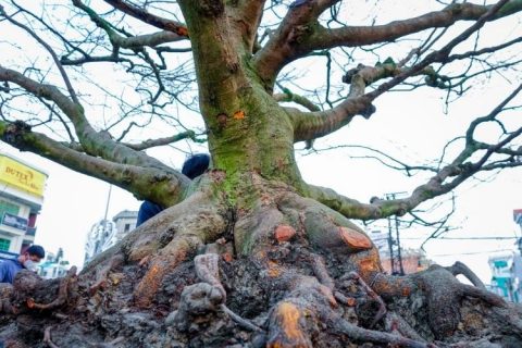 cách trồng và chăm sóc cây mai vàng nhanh phát triển